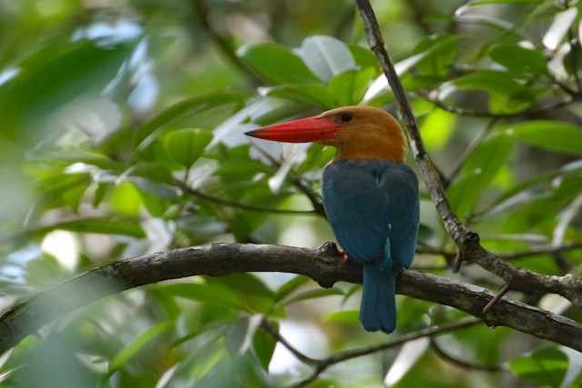 Stork-billed Kingfisher at Viewpoint, Buenavista by Dave Beeke