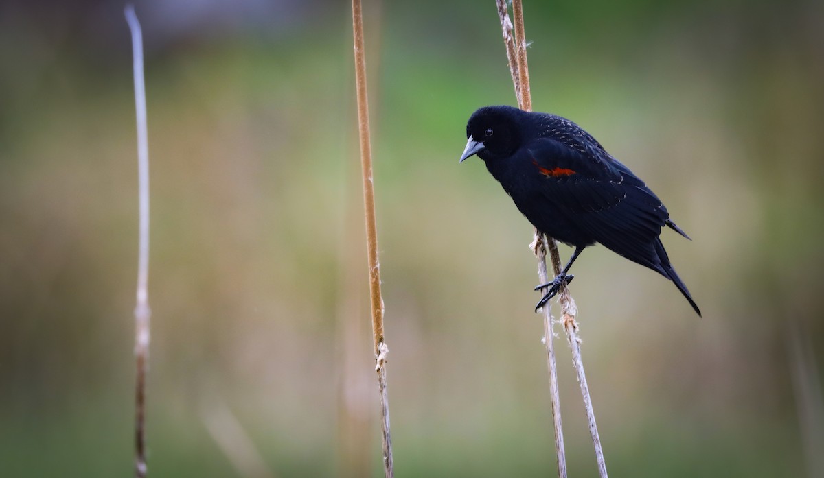 Red-winged Blackbird (California Bicolored) - ML617408945