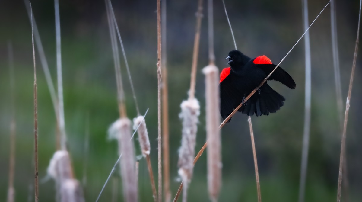 Red-winged Blackbird (California Bicolored) - Andrew Thomas 🦅🪶