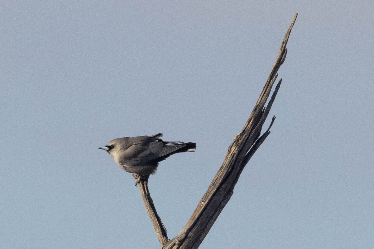 Black-faced Woodswallow - ML617408959