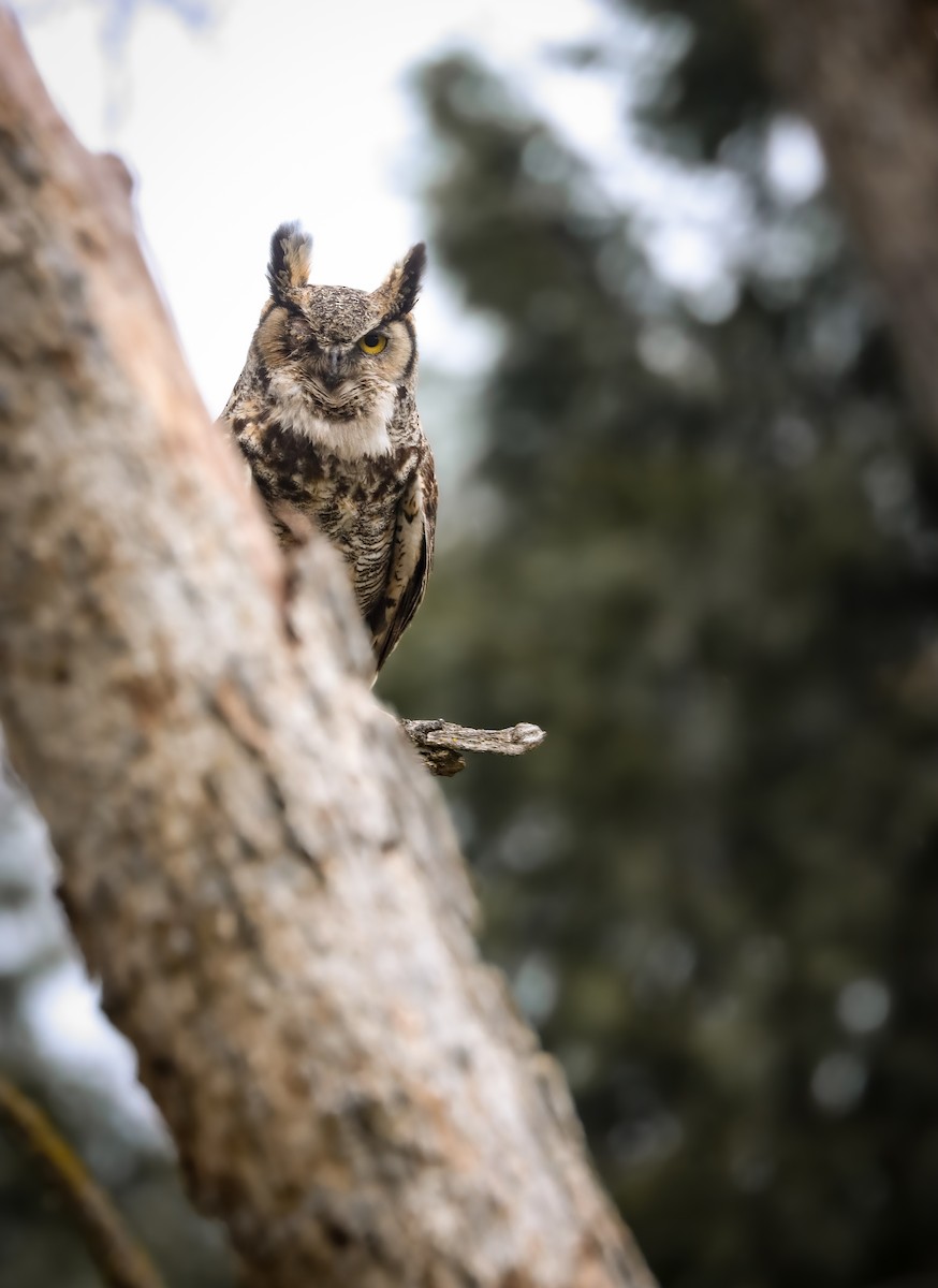 Great Horned Owl - ML617408965