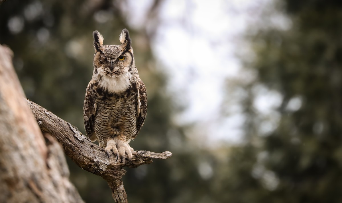 Great Horned Owl - ML617408966