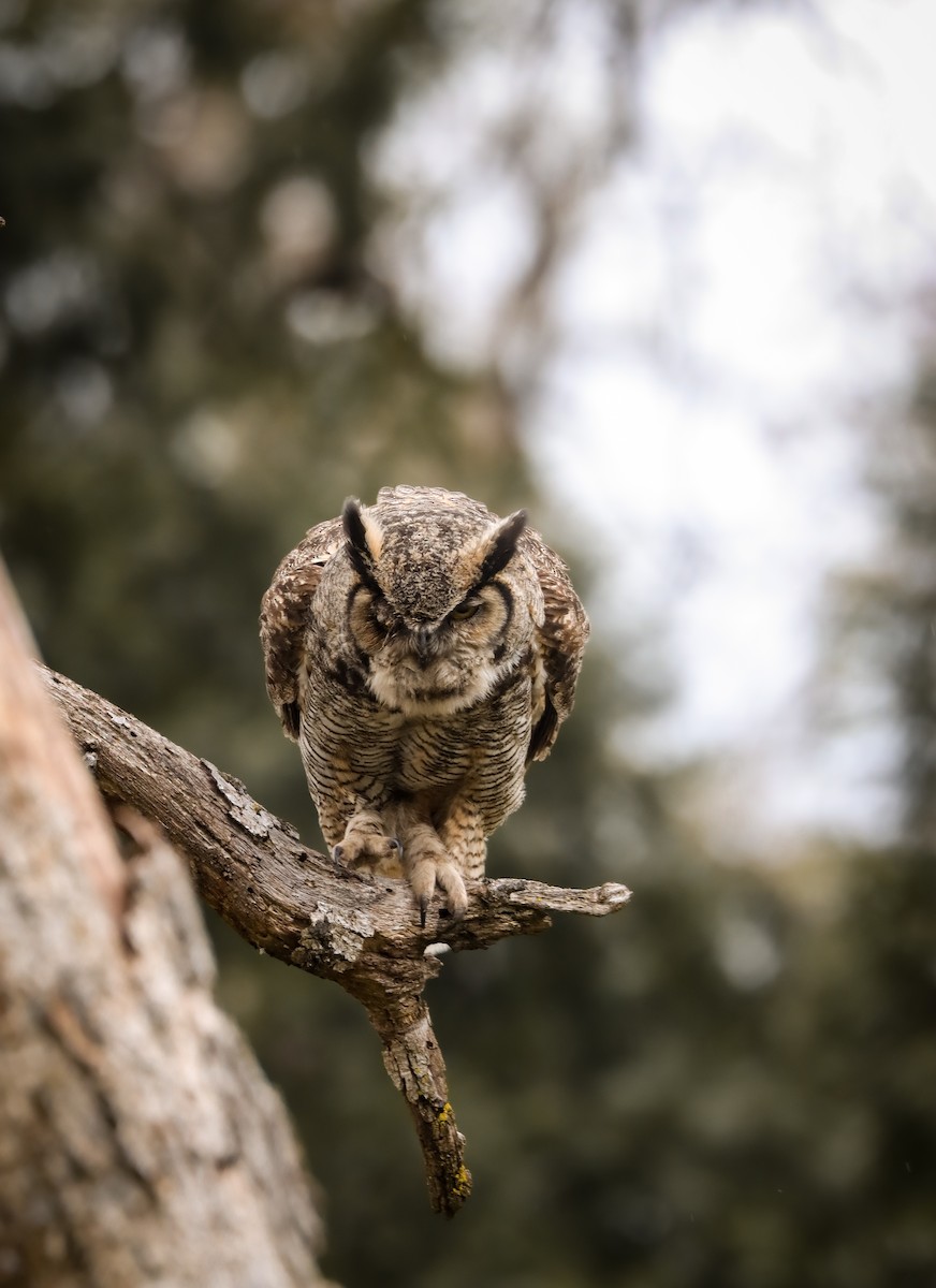 Great Horned Owl - Andrew Thomas 🦅🪶