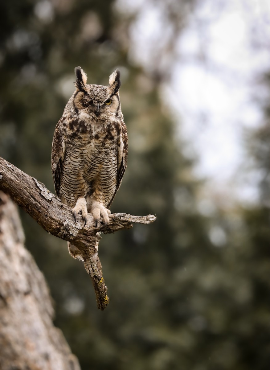 Great Horned Owl - ML617408968
