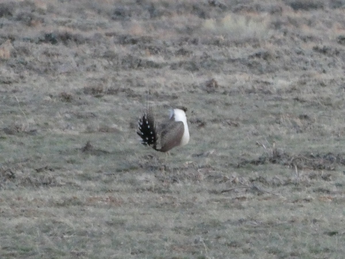 Greater Sage-Grouse - ML617408975