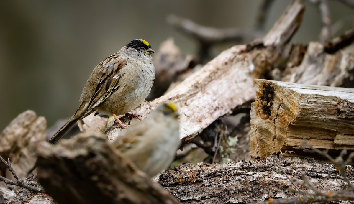 Golden-crowned Sparrow - ML617408980