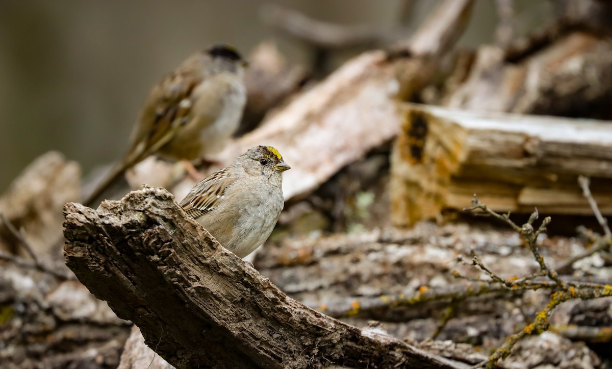 Golden-crowned Sparrow - ML617408981