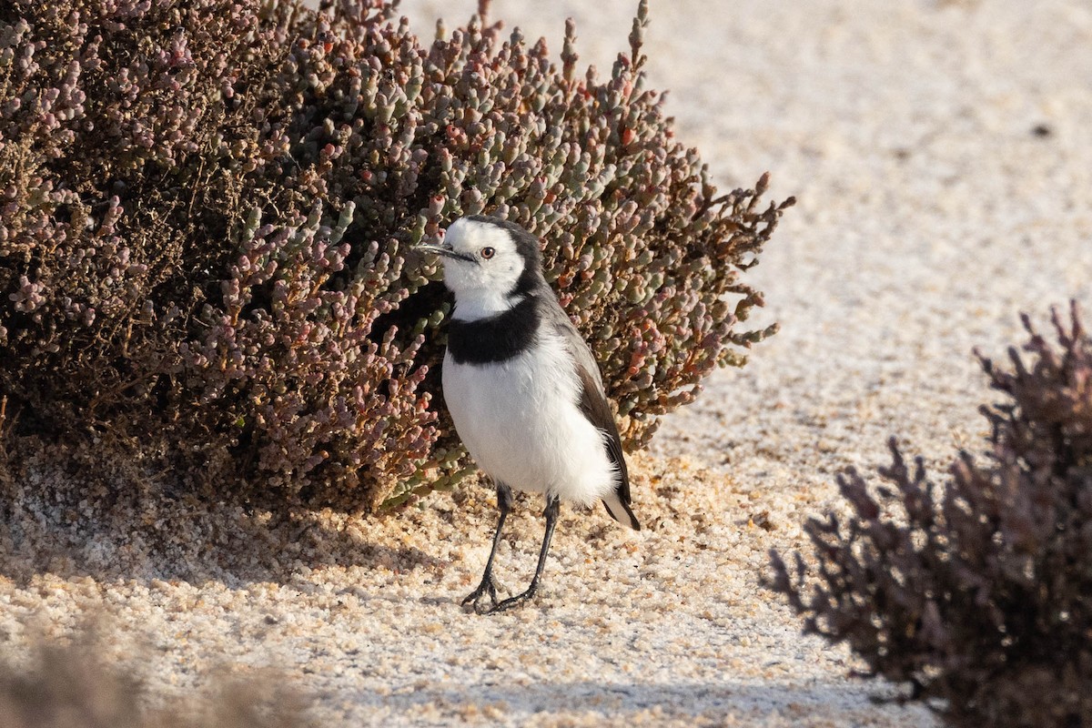 White-fronted Chat - ML617408988