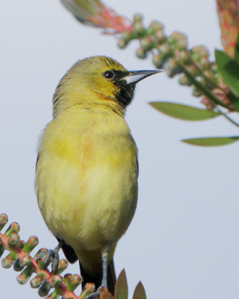 Orchard Oriole - ML617409019