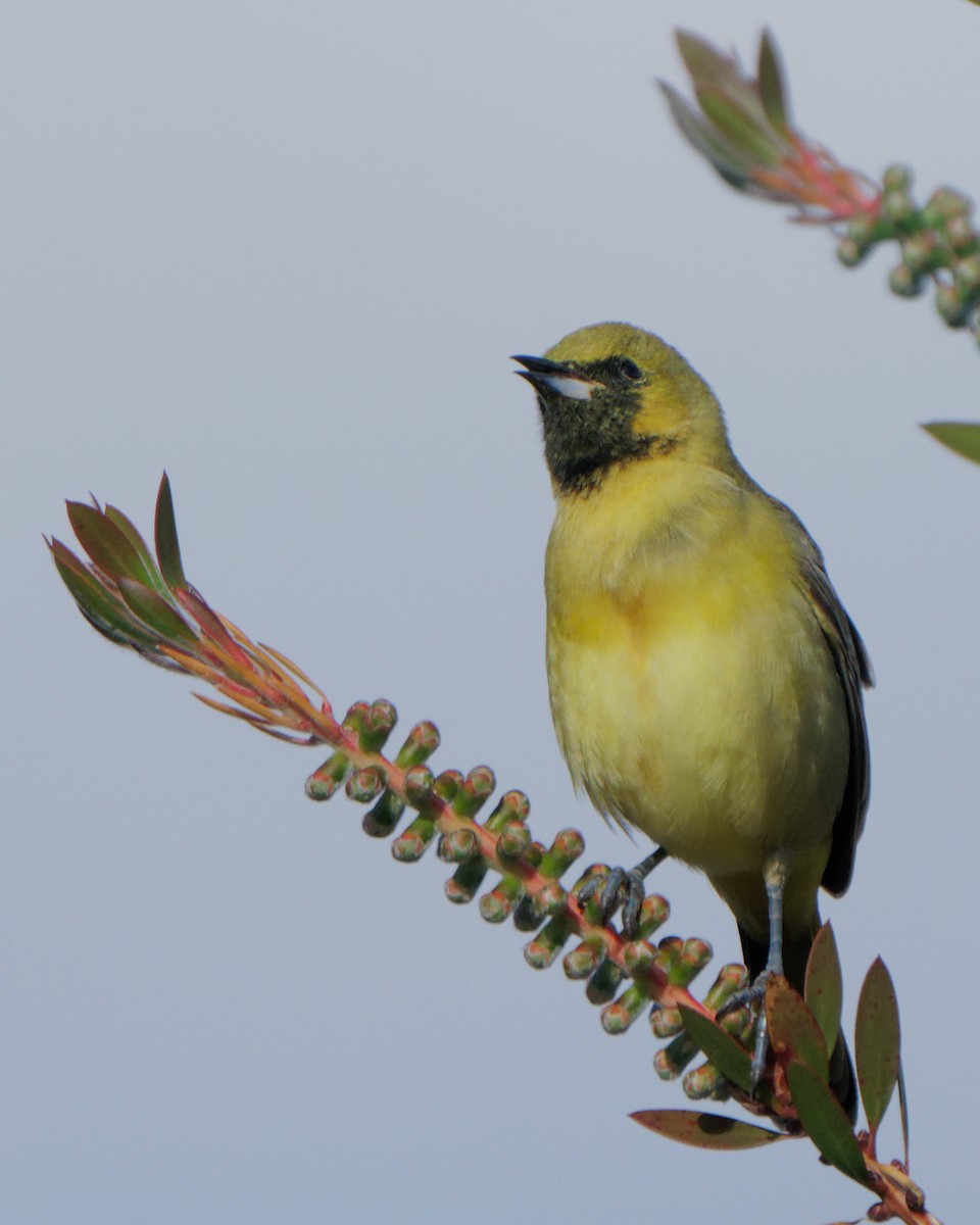 Orchard Oriole - ML617409021