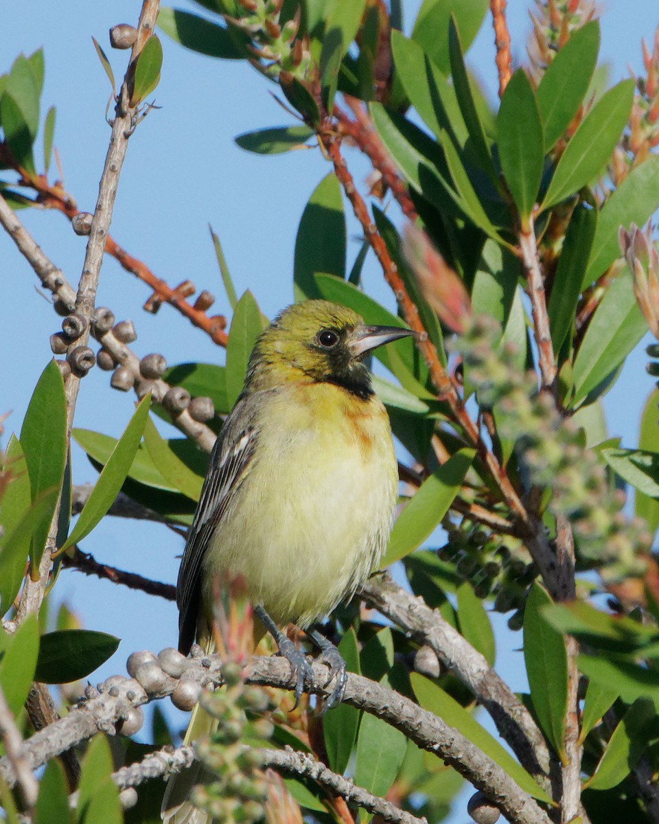 Orchard Oriole - ML617409026