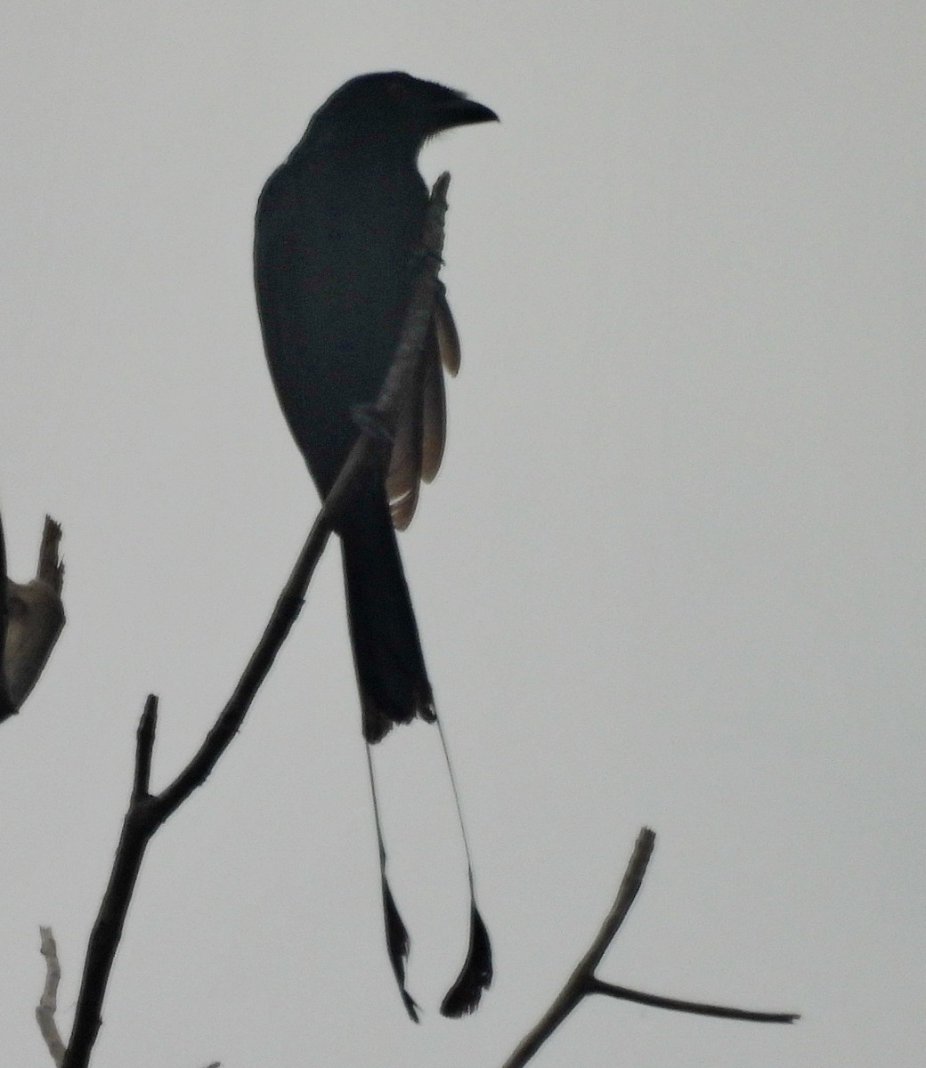 Greater Racket-tailed Drongo - ML617409115