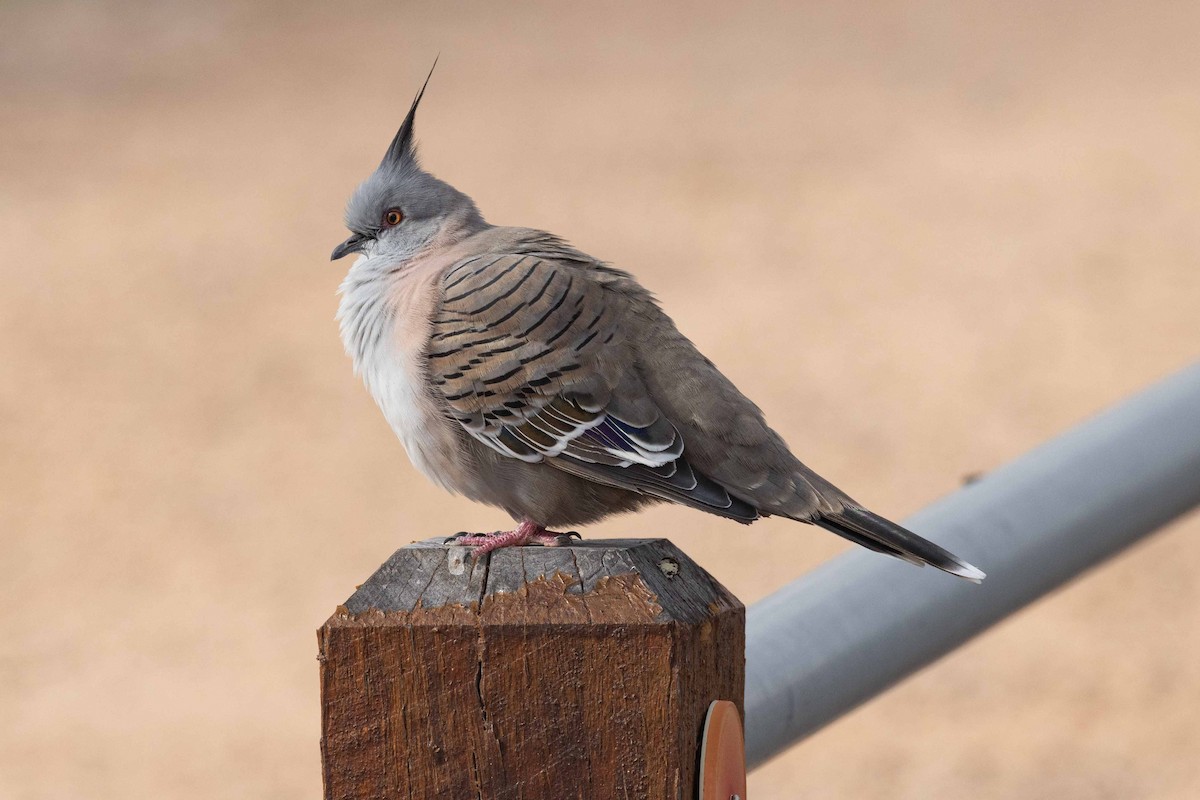 Crested Pigeon - ML617409122