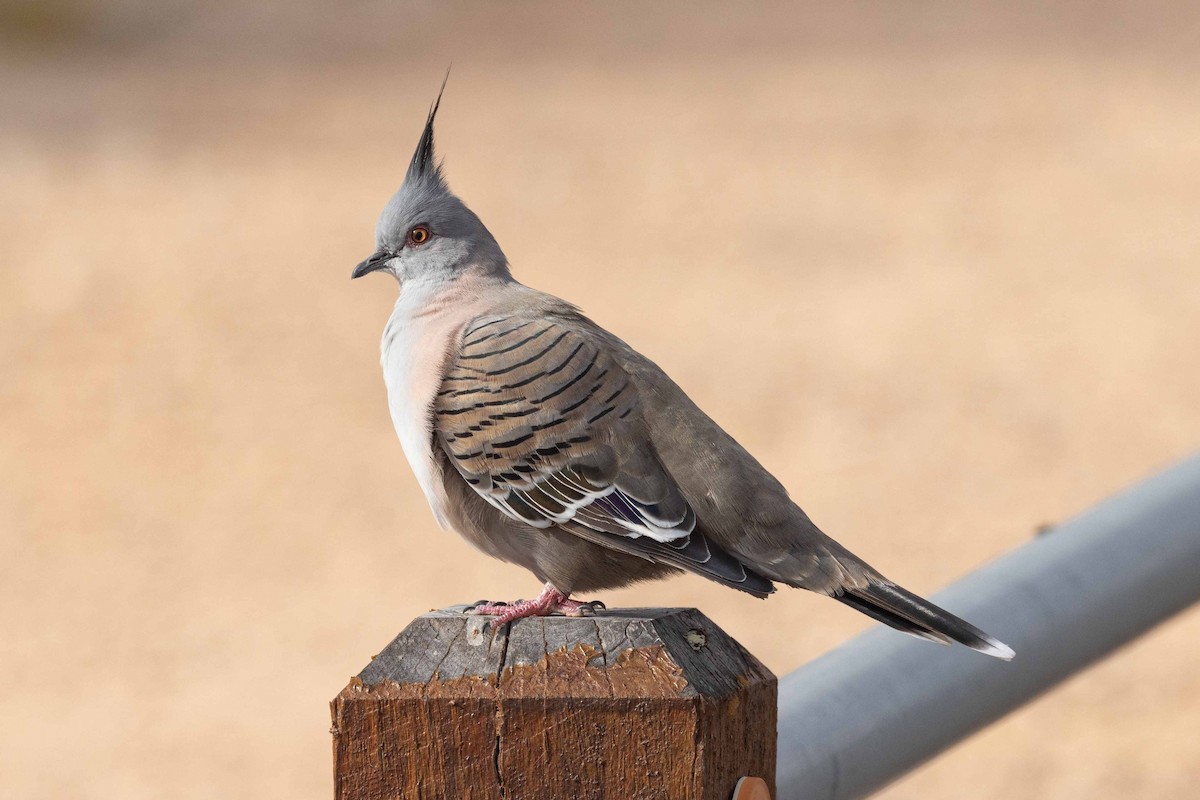 Crested Pigeon - ML617409123
