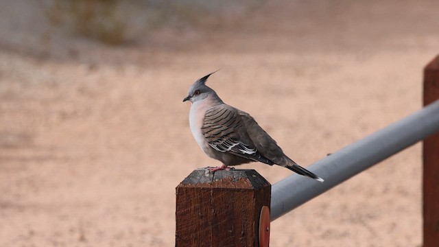 Crested Pigeon - ML617409125