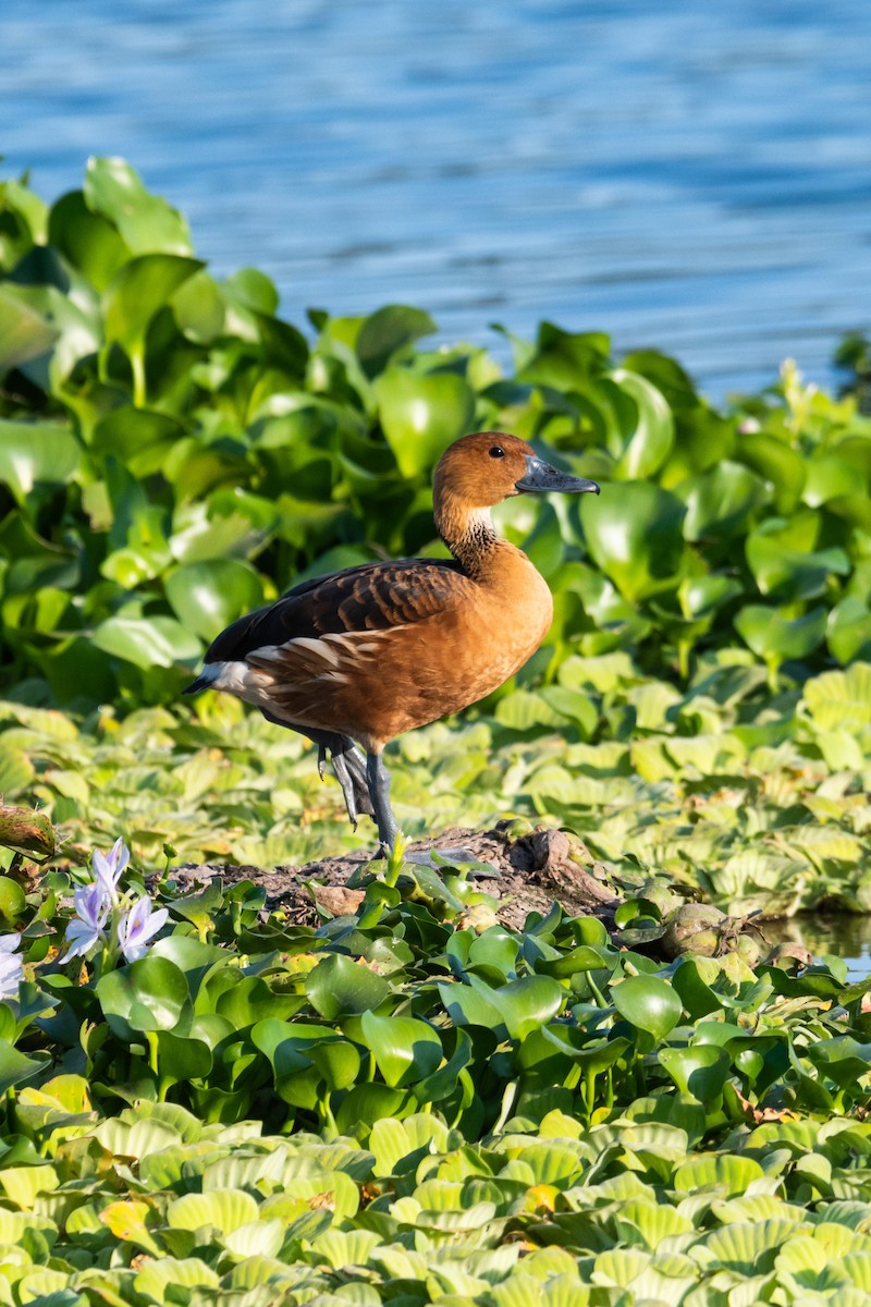 Fulvous Whistling-Duck - ML617409127
