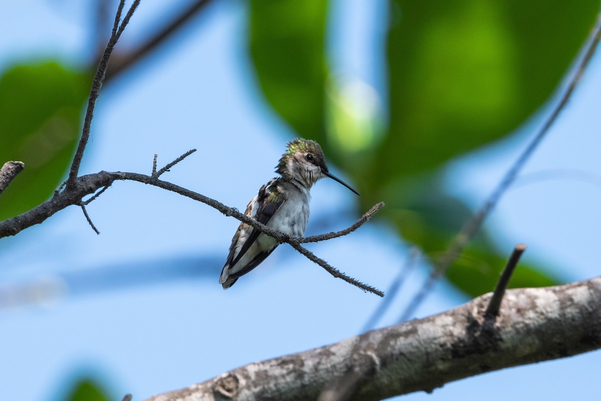 Ruby-throated Hummingbird - Ivani Martínez Paredes