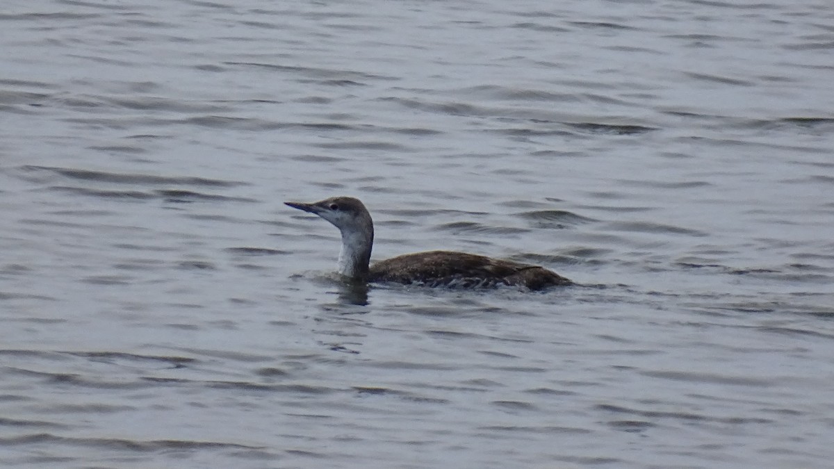 Red-throated Loon - ML617409139