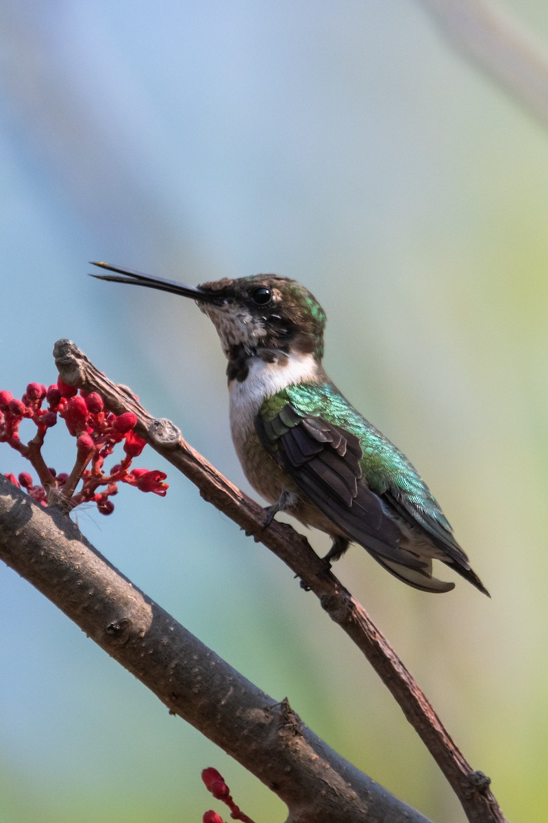 Ruby-throated Hummingbird - Ivani Martínez Paredes