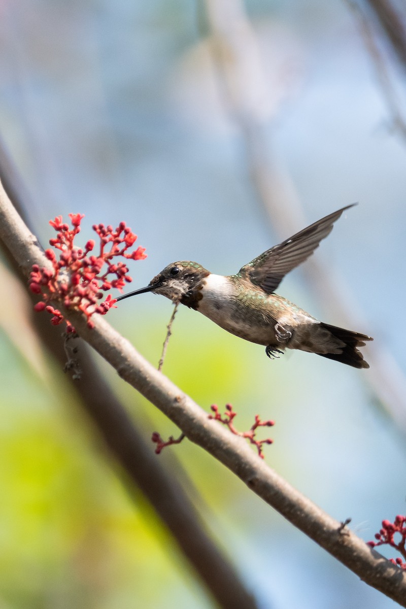 Ruby-throated Hummingbird - ML617409157