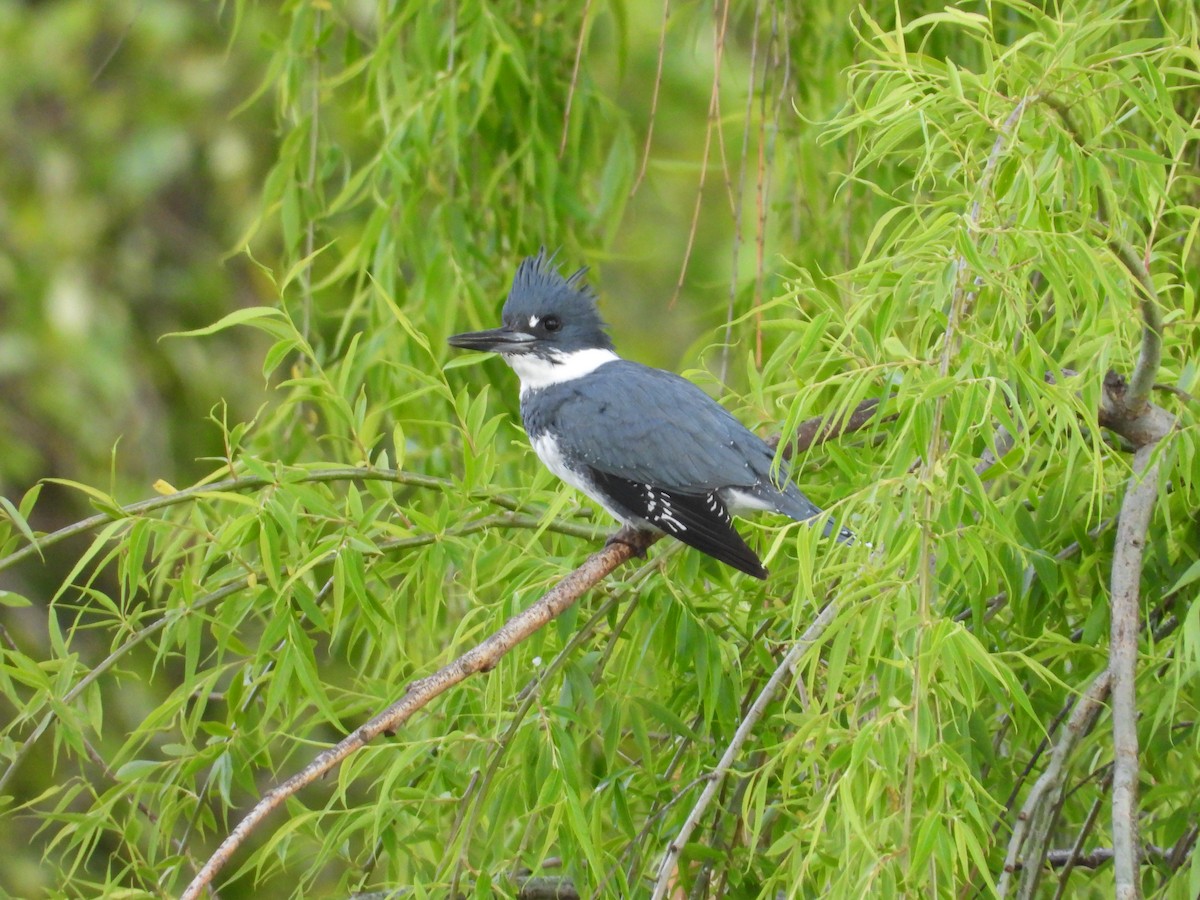 Belted Kingfisher - ML617409170