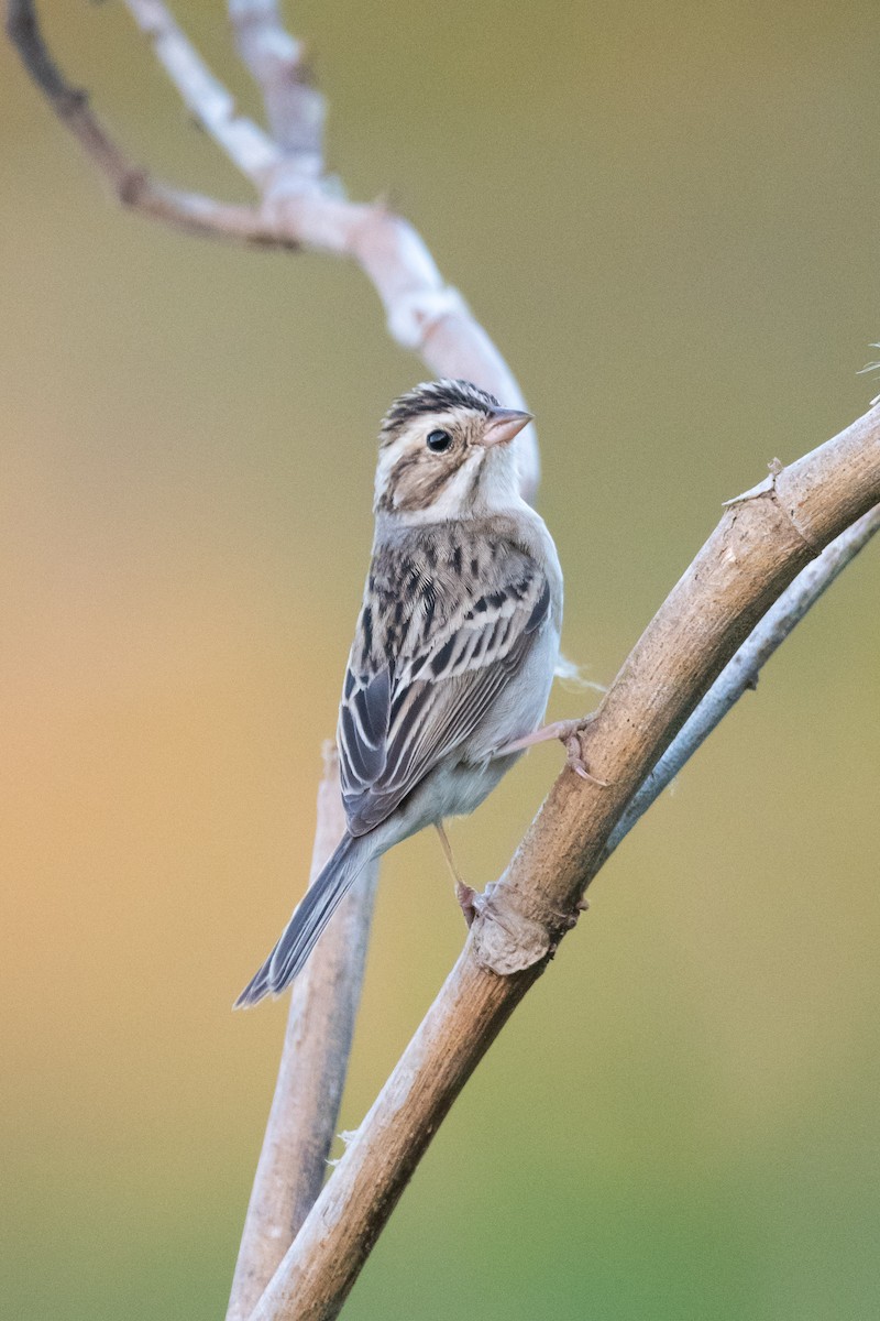 Clay-colored Sparrow - Ivani Martínez Paredes