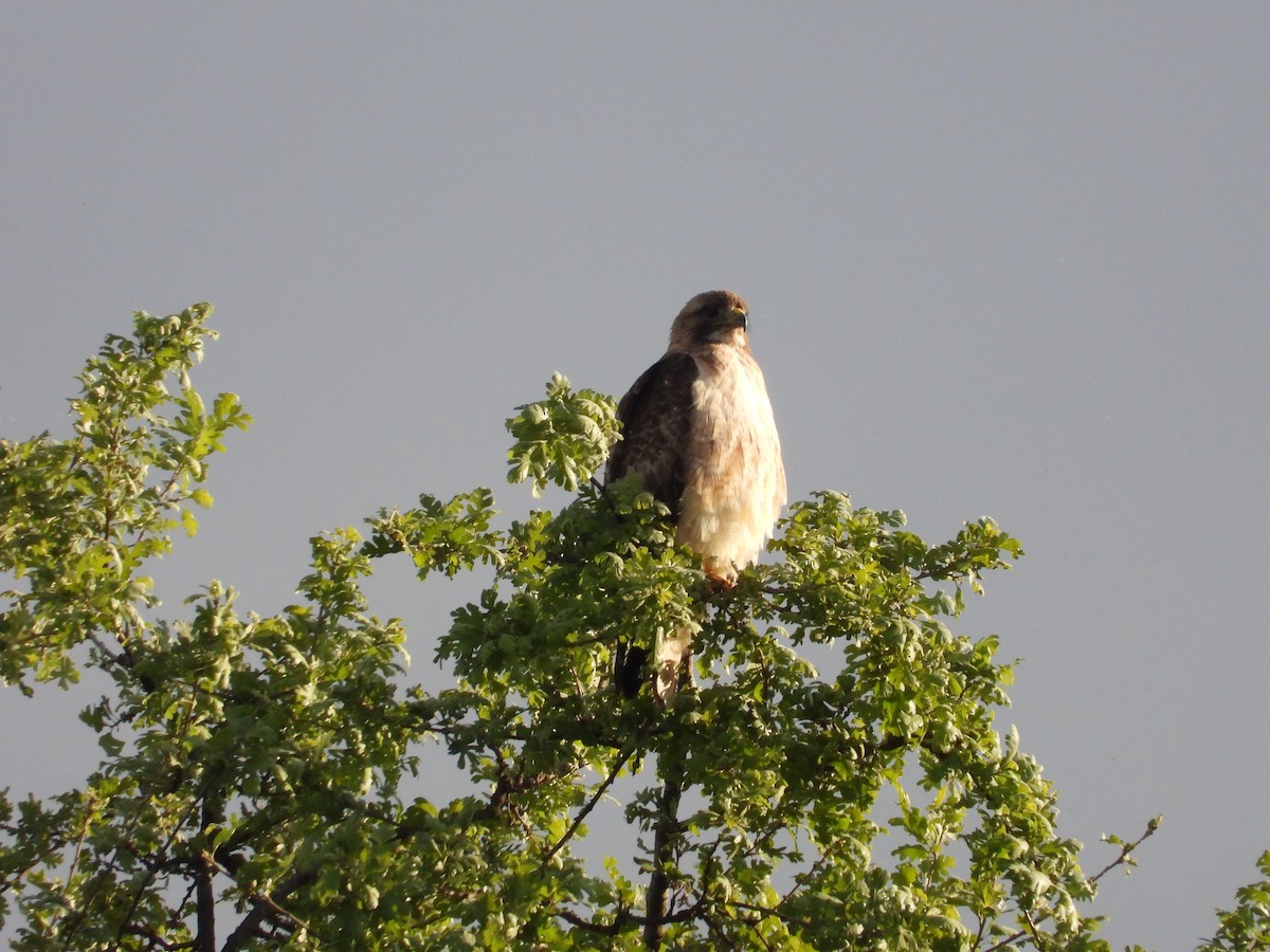 Red-tailed Hawk - ML617409258