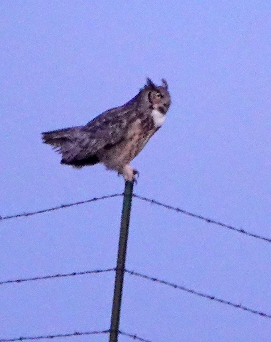 Great Horned Owl - ML617409289