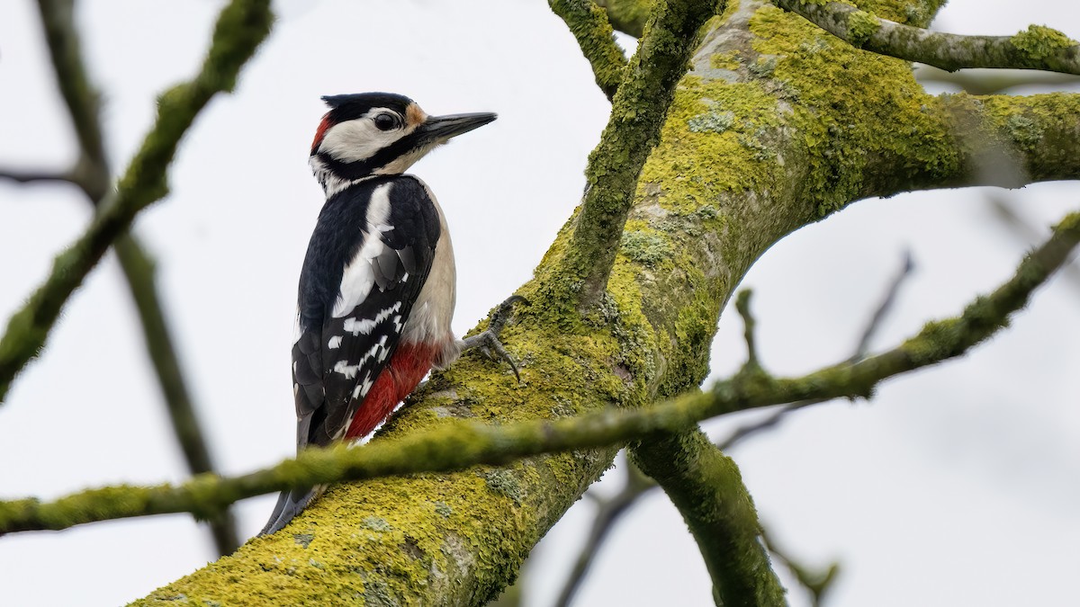 Great Spotted Woodpecker - ML617409297