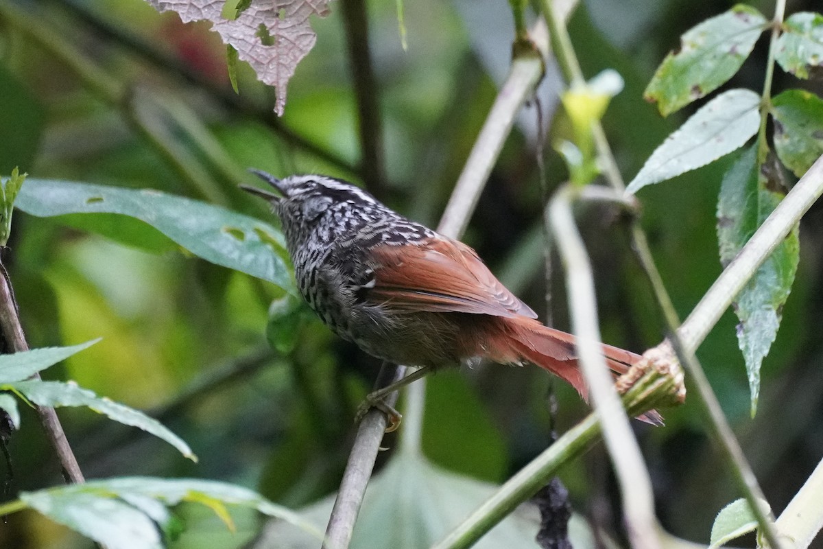 Rufous-tailed Antbird - ML617409301