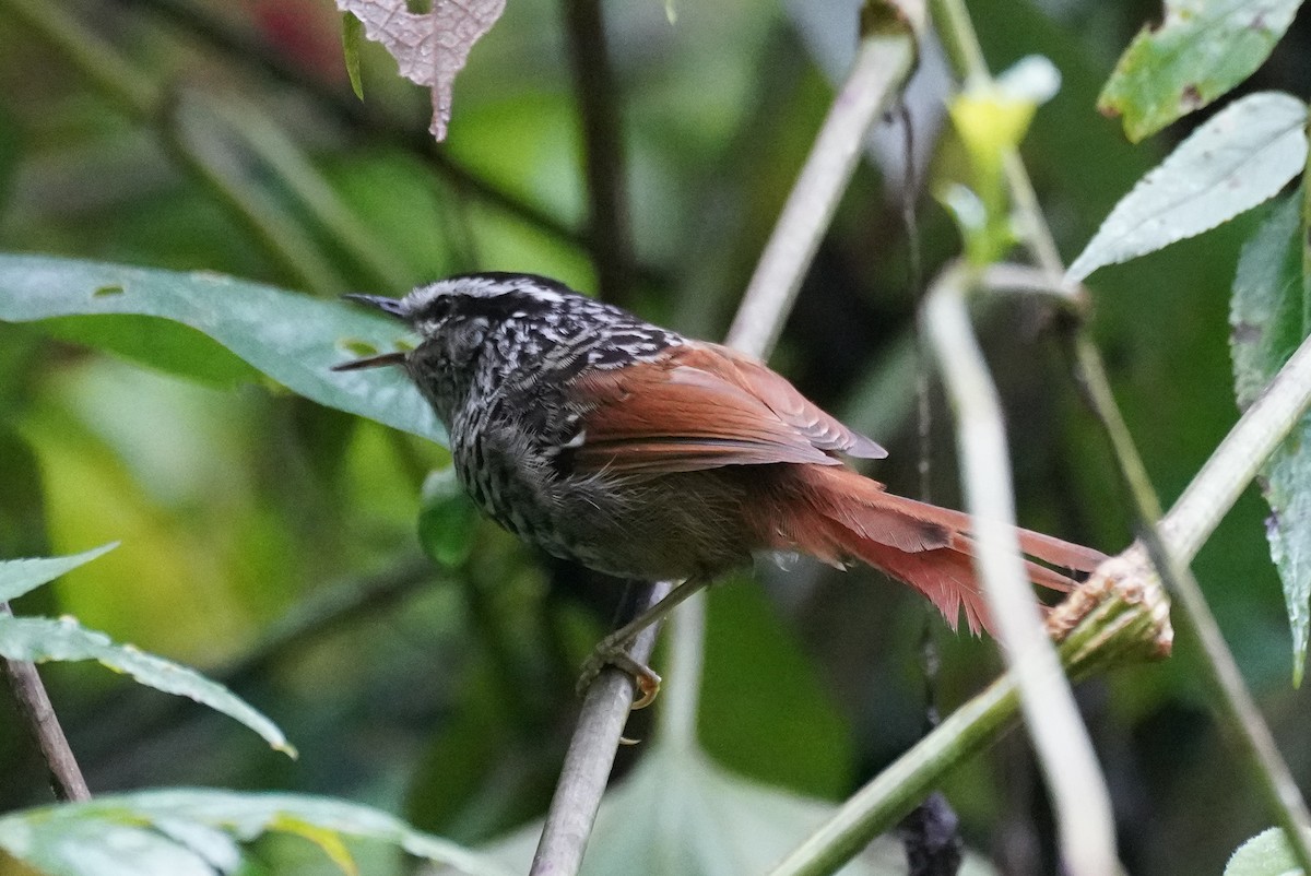 Rufous-tailed Antbird - ML617409304