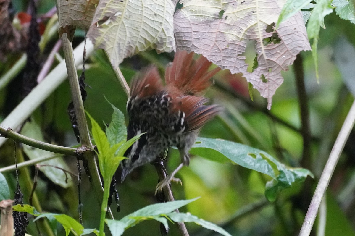 Rufous-tailed Antbird - ML617409306