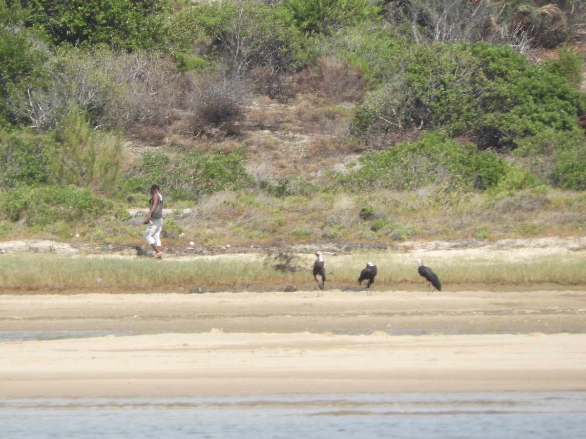 African Woolly-necked Stork - ML617409313