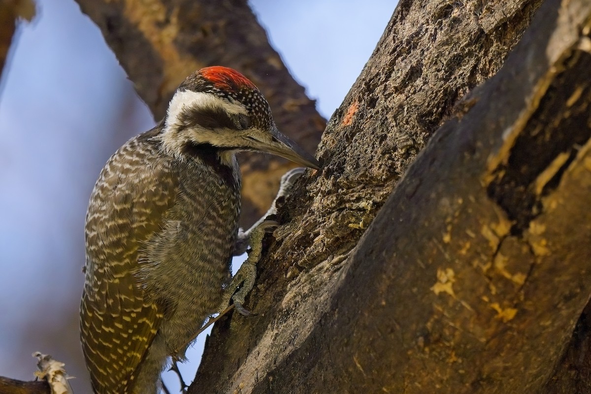 Bearded Woodpecker - Paul McDonald