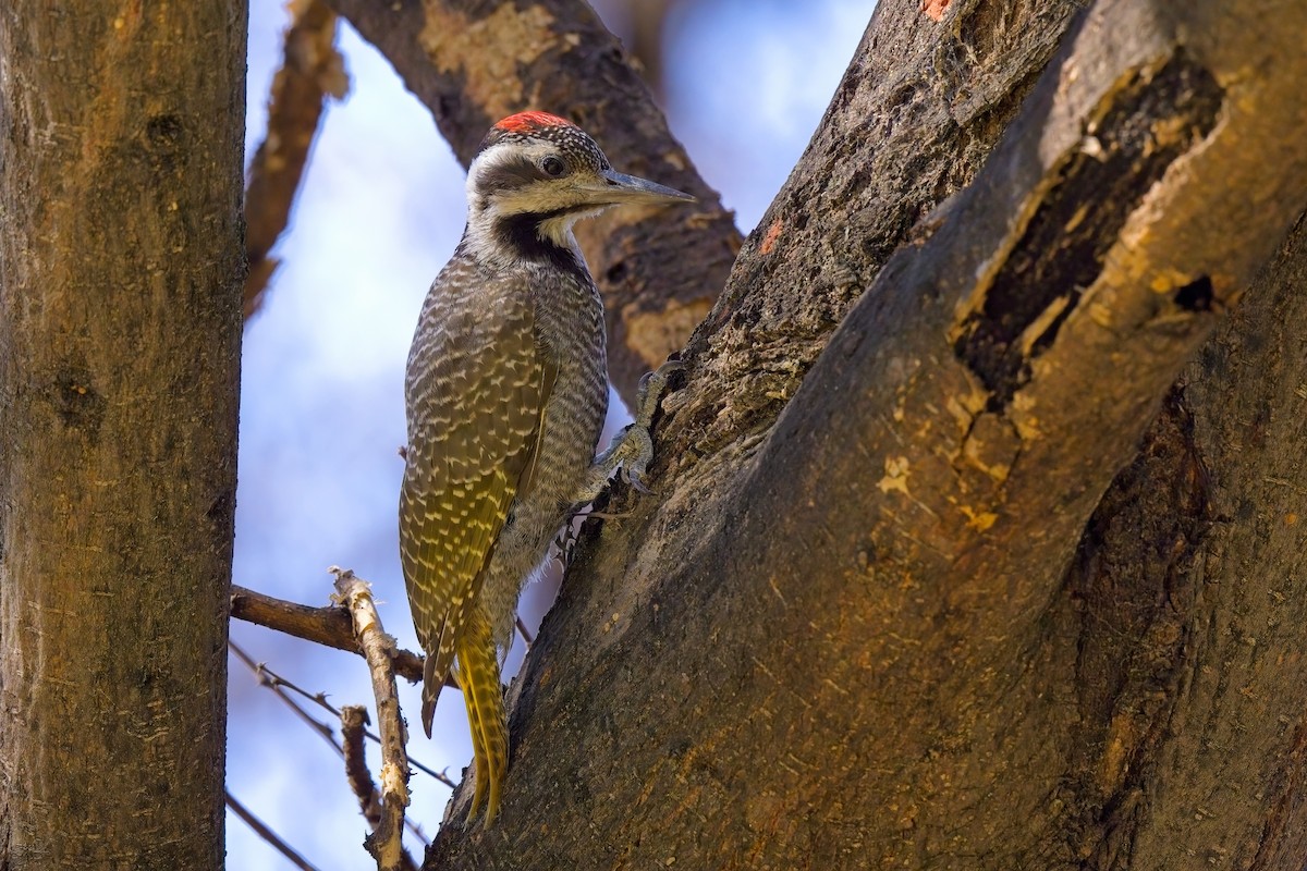 Bearded Woodpecker - ML617409348