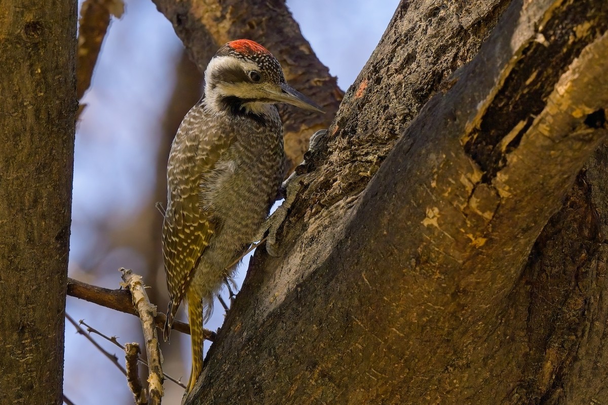 Bearded Woodpecker - Paul McDonald