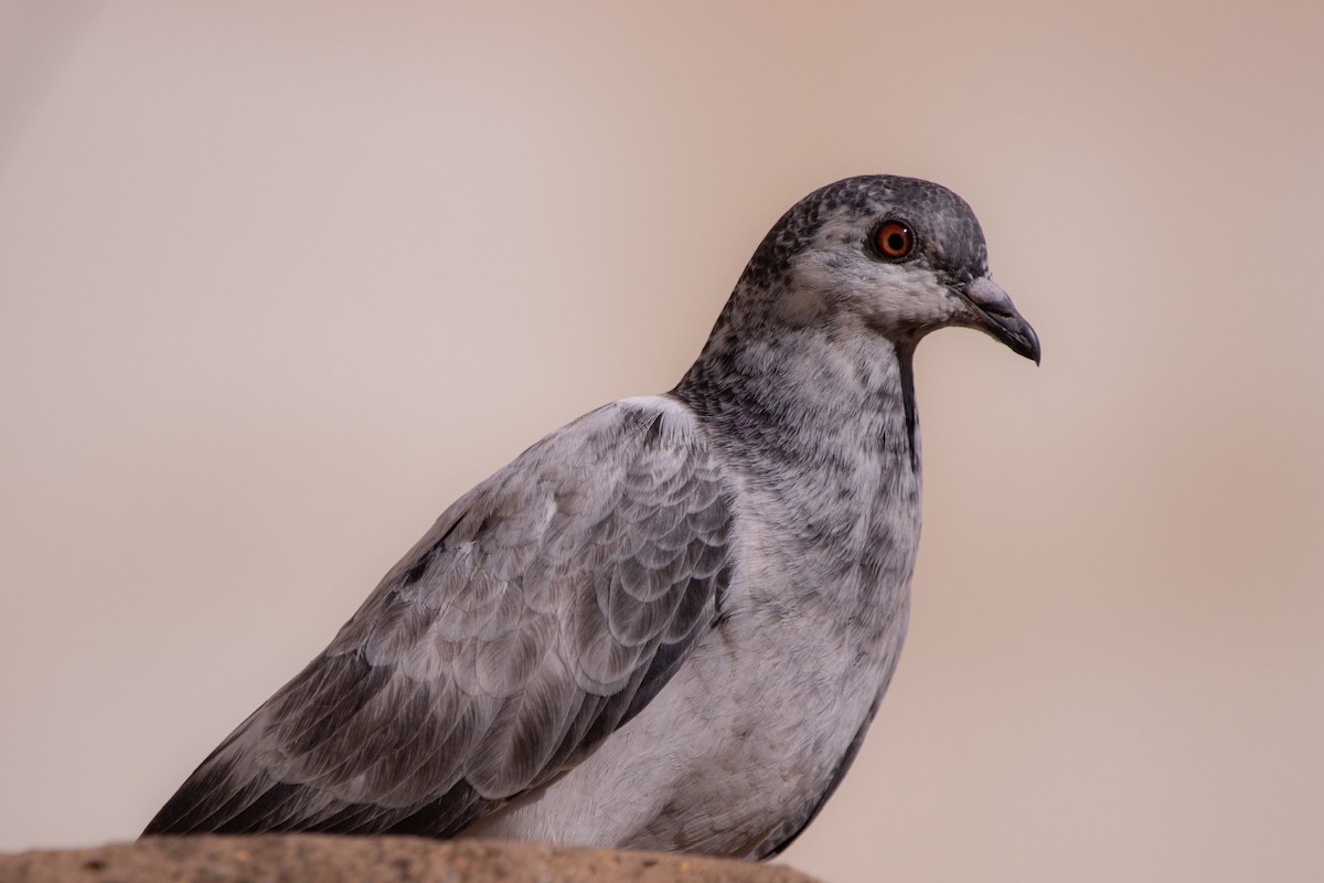 Rock Pigeon (Feral Pigeon) - ML617409358