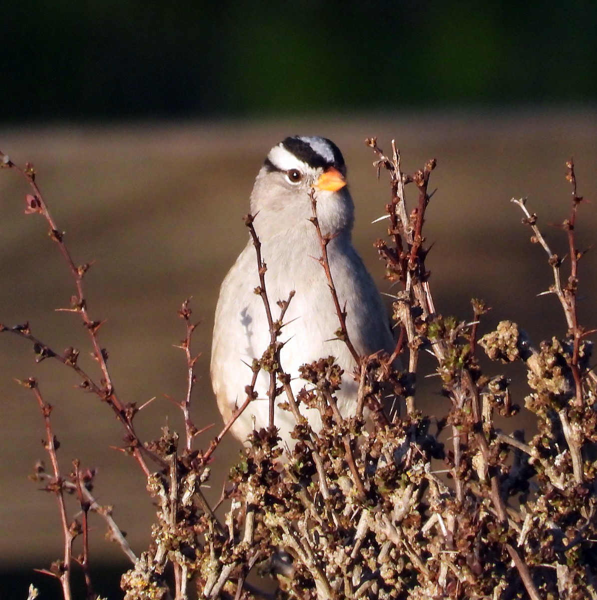 White-crowned Sparrow - ML617409374
