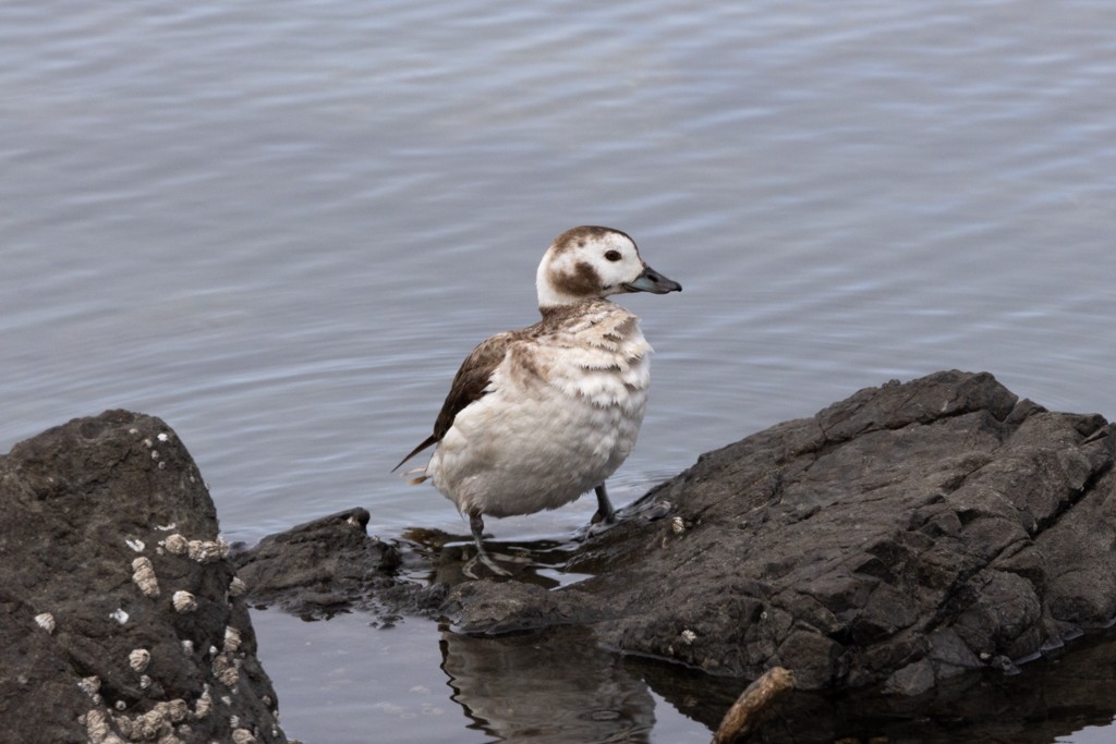 Long-tailed Duck - ML617409462