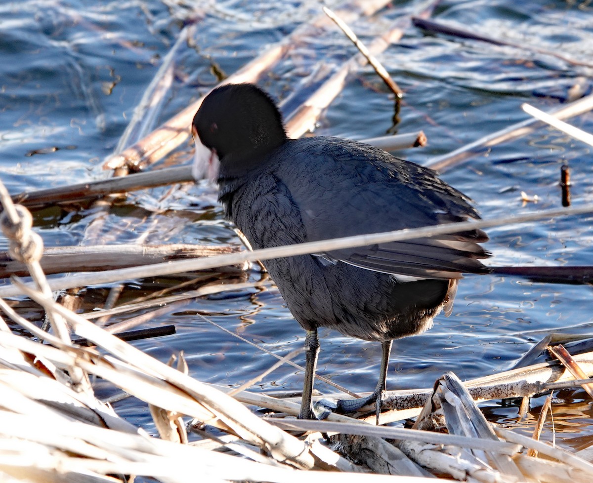 American Coot (Red-shielded) - ML617409576
