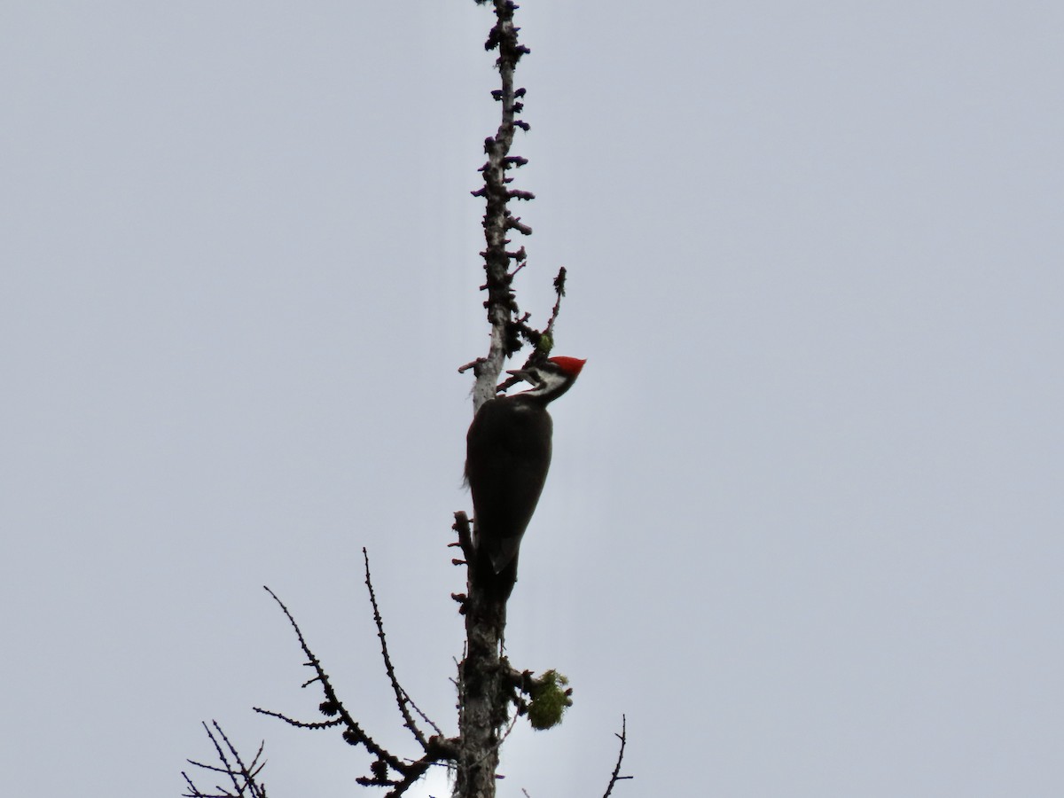 Pileated Woodpecker - George Gerdts