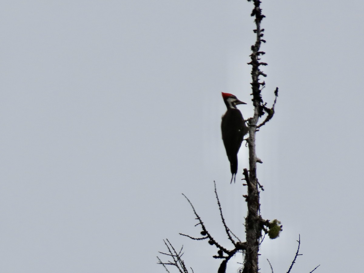 Pileated Woodpecker - ML617409632