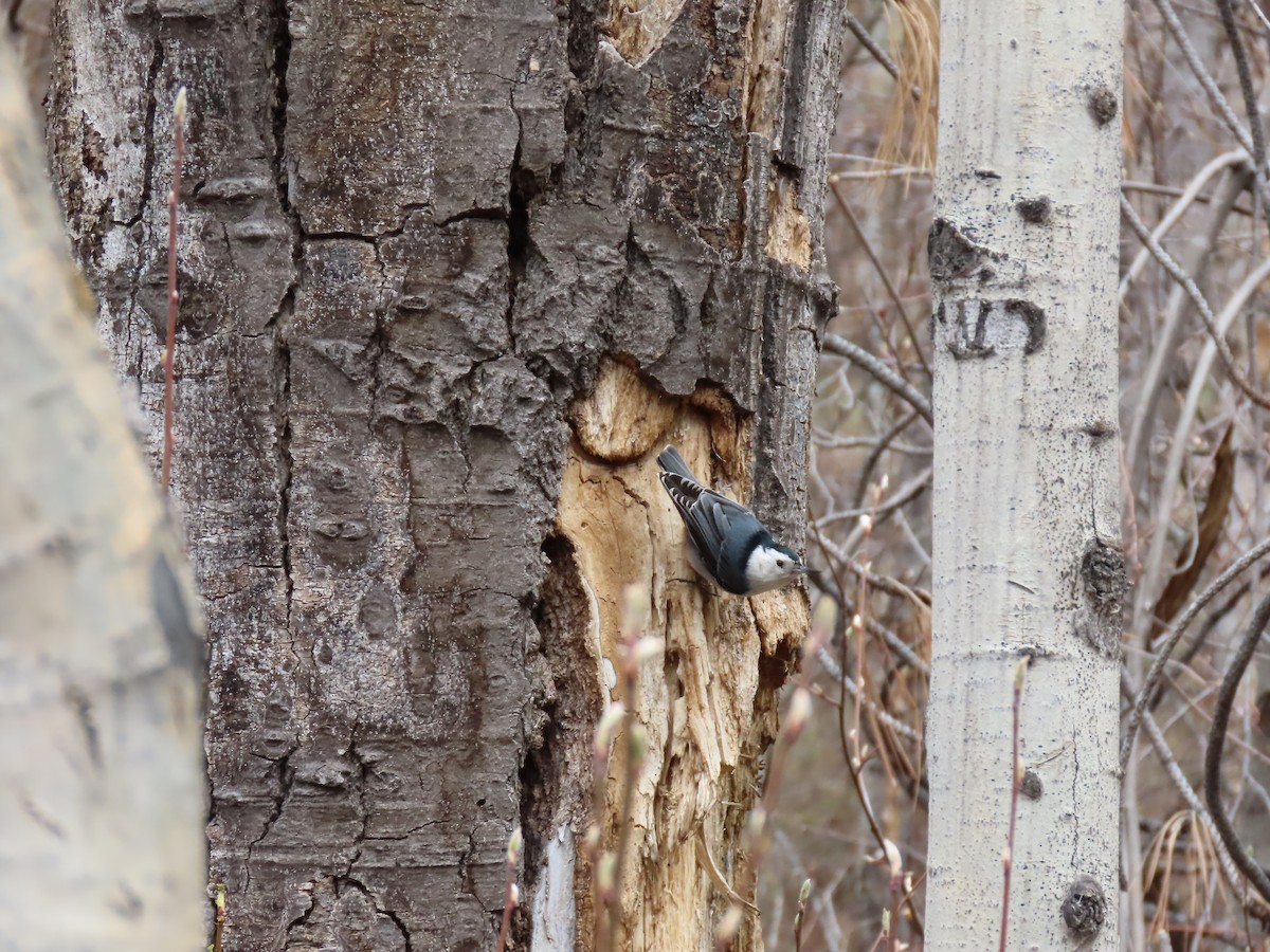 White-breasted Nuthatch - ML617409643
