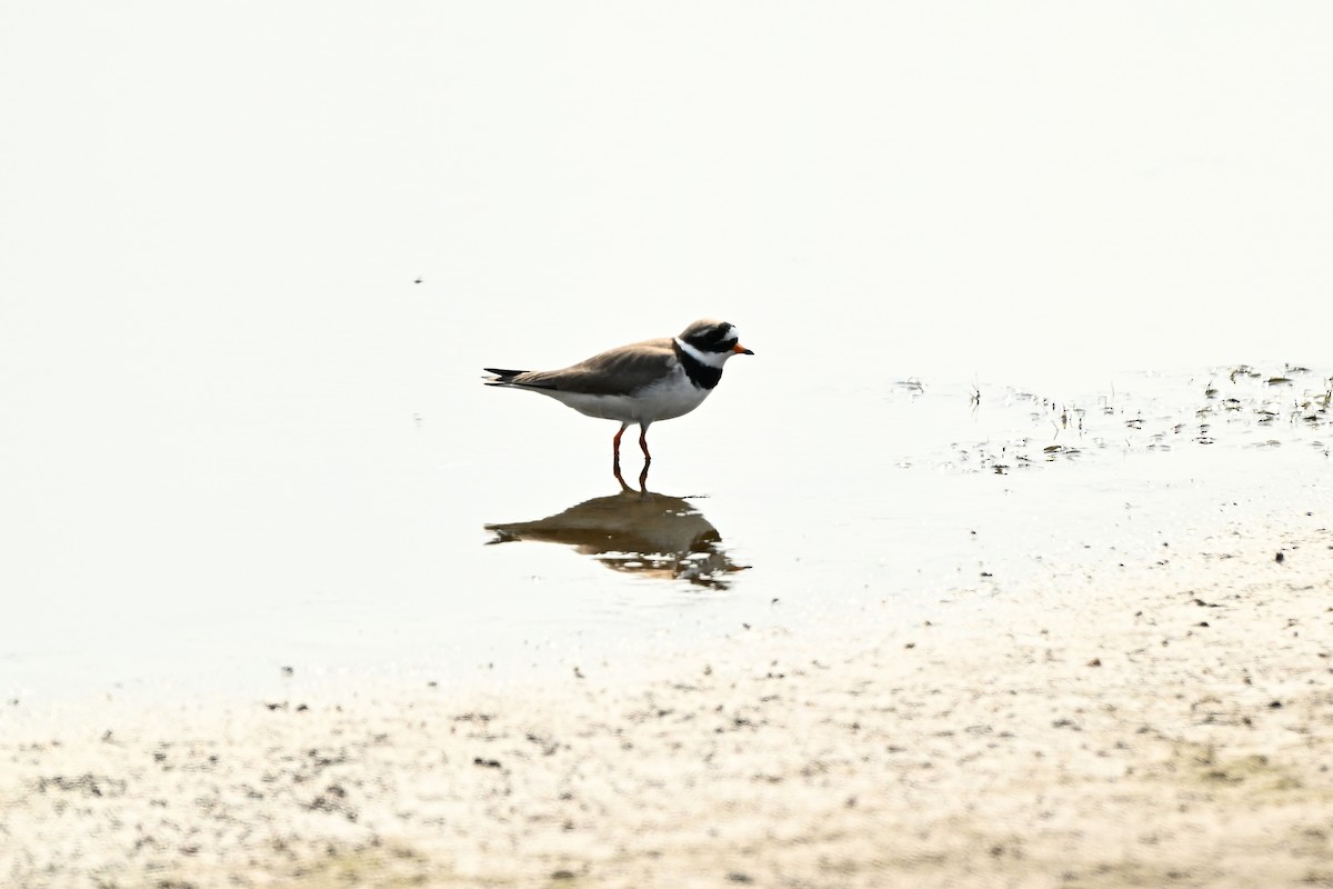 Common Ringed Plover - ML617409646