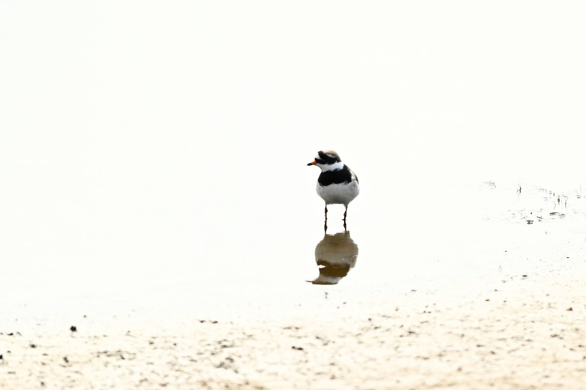 Common Ringed Plover - ML617409647
