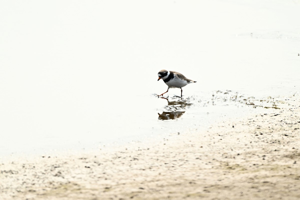Common Ringed Plover - ML617409648