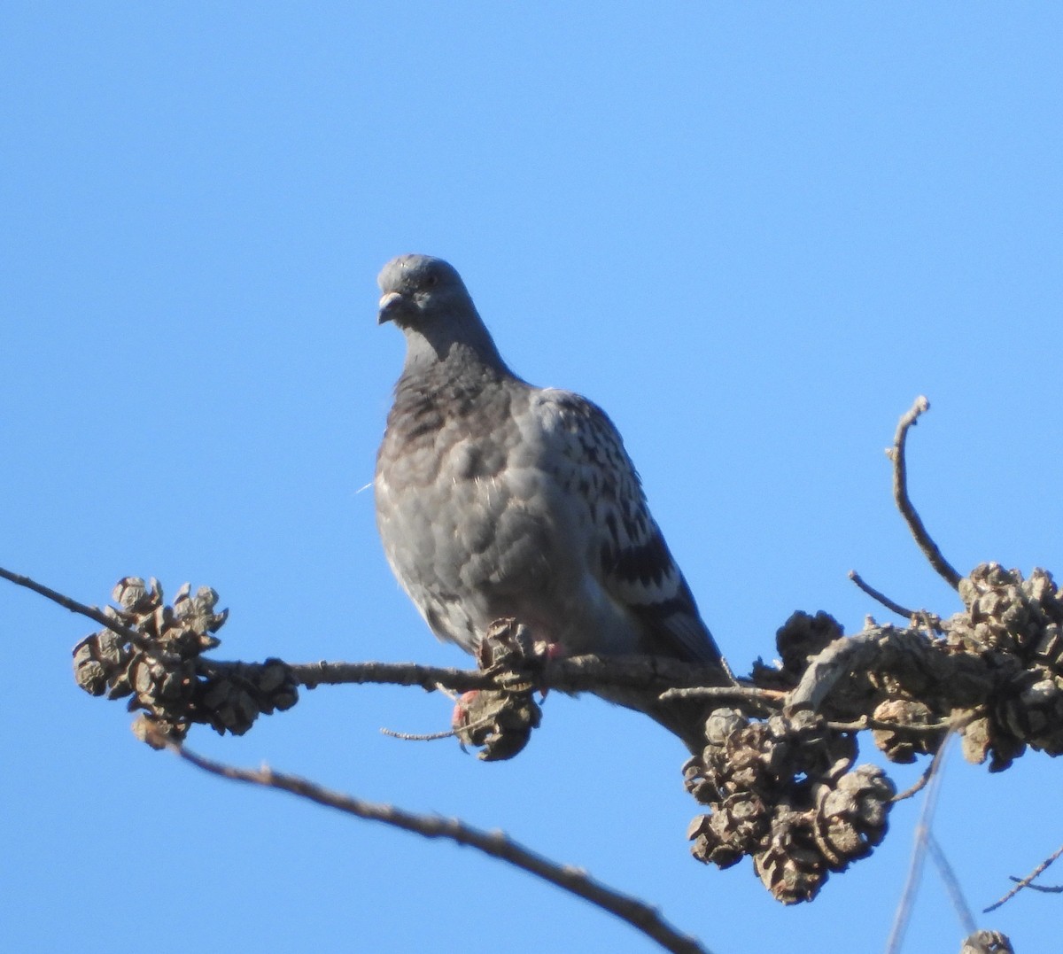 Rock Pigeon (Feral Pigeon) - ML617409654