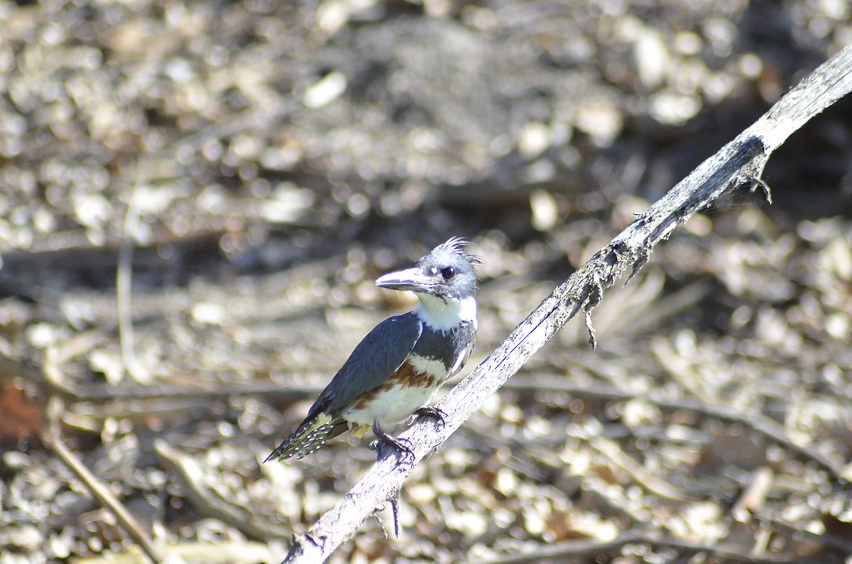 Belted Kingfisher - ML617409659