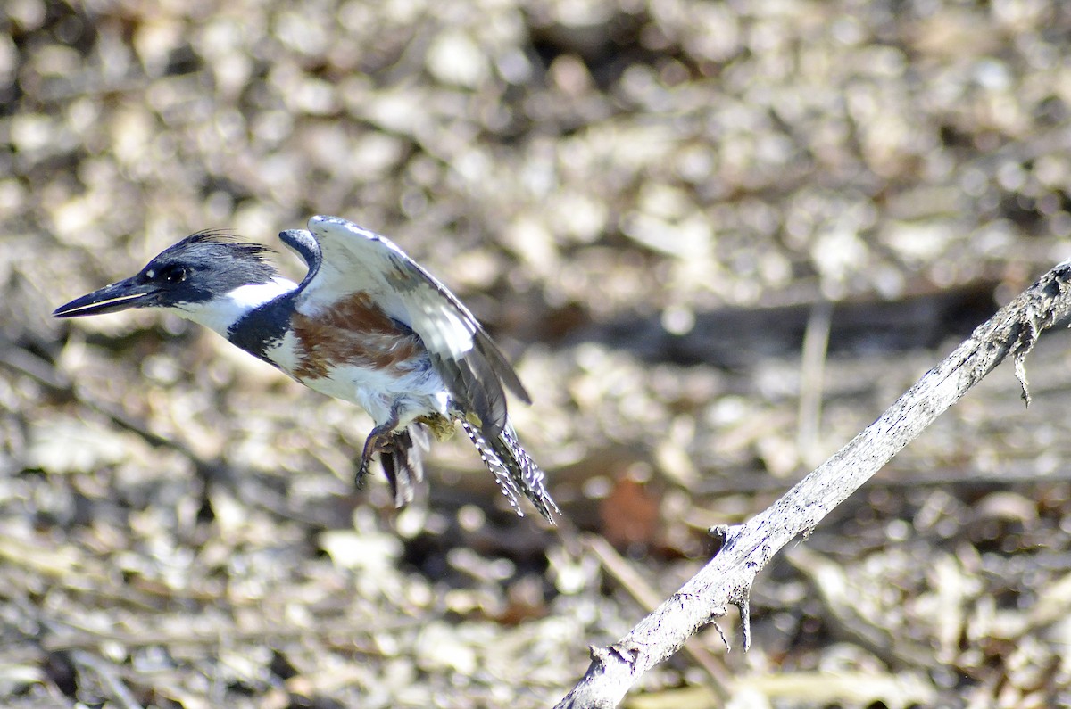Belted Kingfisher - ML617409665