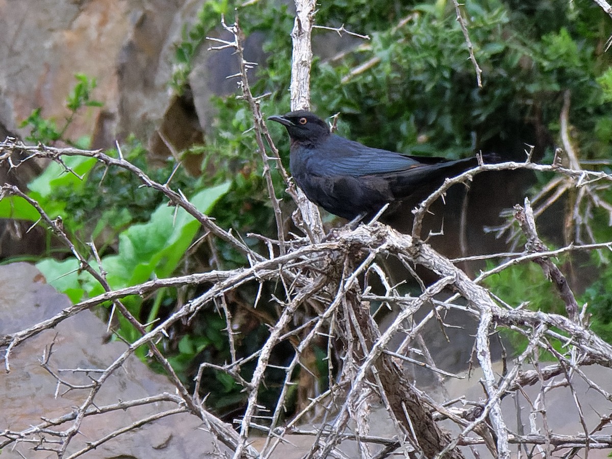 Pale-winged Starling - ML617409672